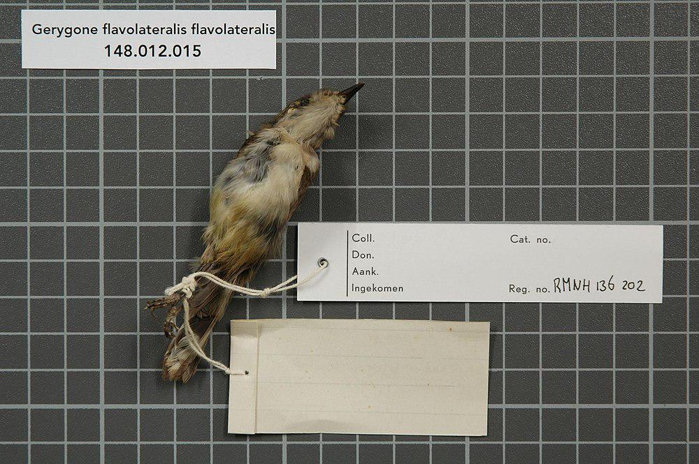 扇尾噪刺莺 / Fan-tailed Gerygone / Gerygone flavolateralis