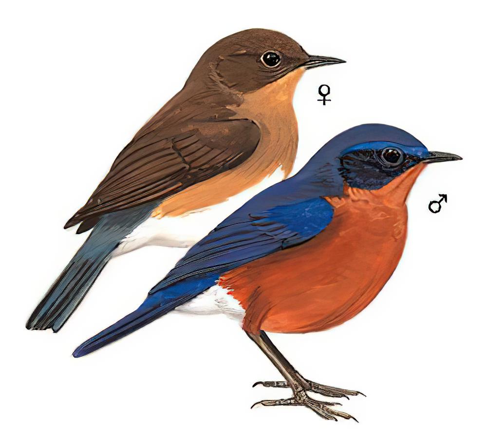 棕腹林鸲 / Rufous-breasted Bush Robin / Tarsiger hyperythrus