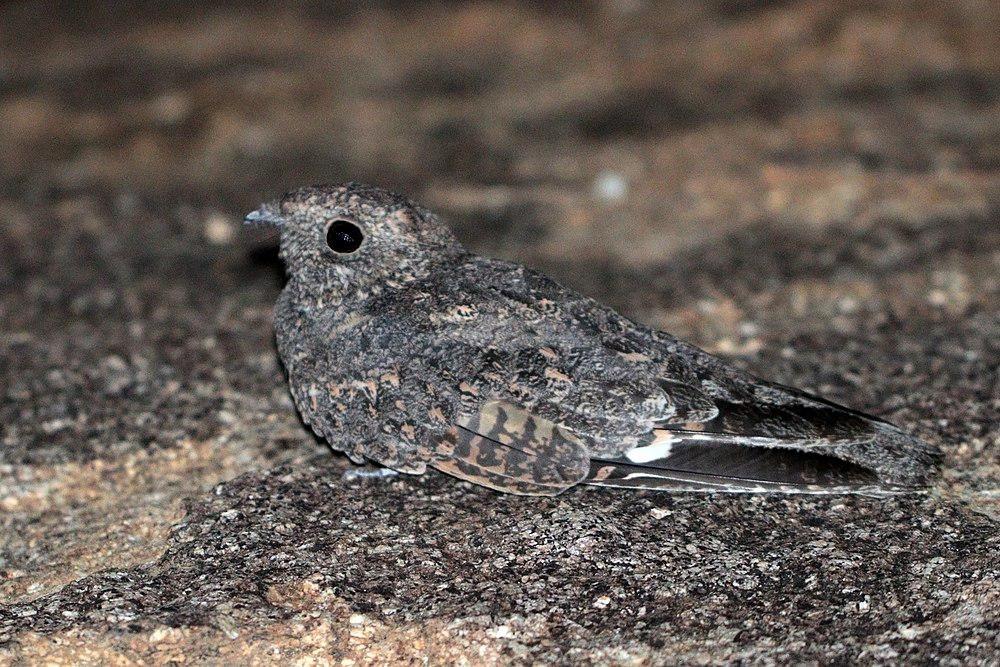 雀斑夜鹰 / Freckled Nightjar / Caprimulgus tristigma