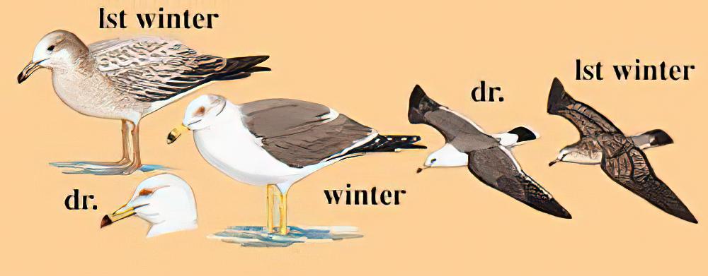 黑尾鸥 / Black-tailed Gull / Larus crassirostris