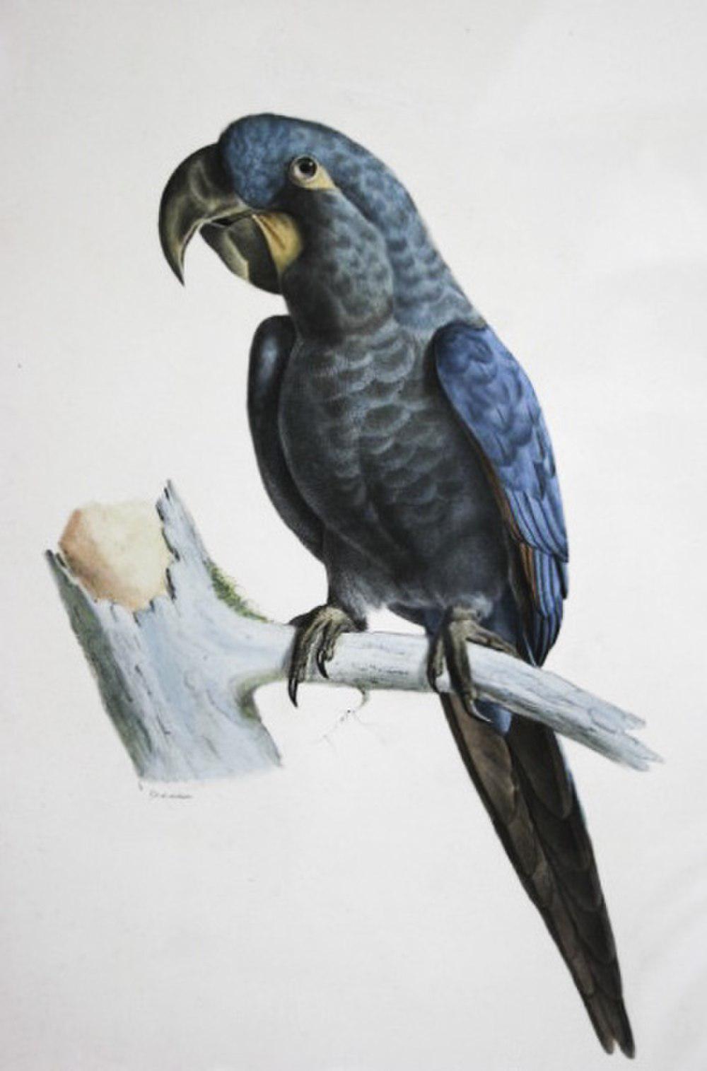 灰绿金刚鹦鹉 / Glaucous Macaw / Anodorhynchus glaucus