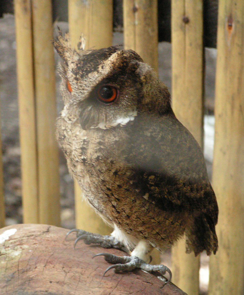 埃氏角鸮 / Everett\'s Scops Owl / Otus everetti