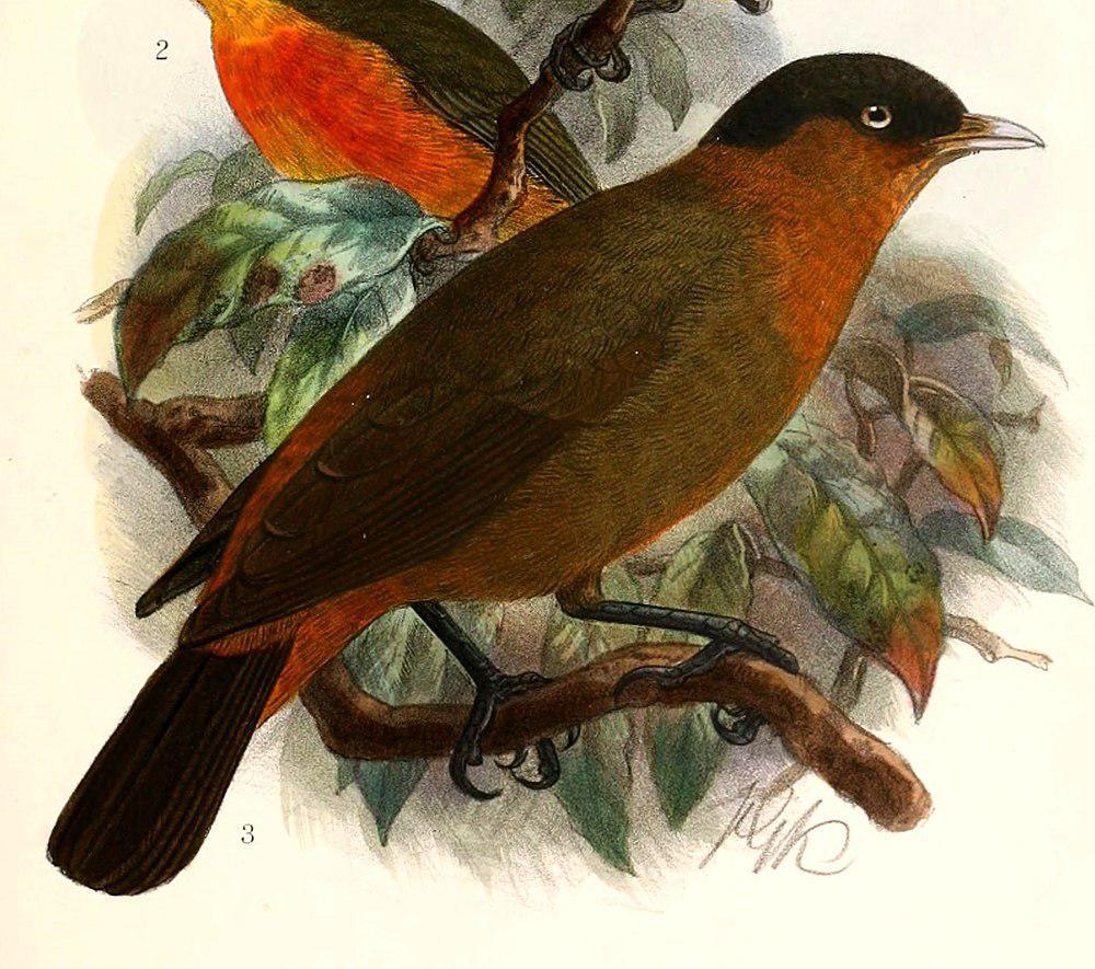 棕颈鵙鹛 / Red-collared Babbler / Turdoides rufocinctus