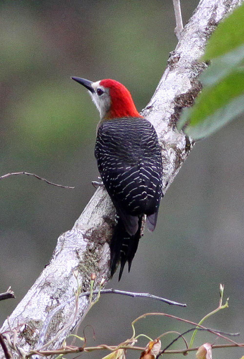 牙买加啄木鸟 / Jamaican Woodpecker / Melanerpes radiolatus