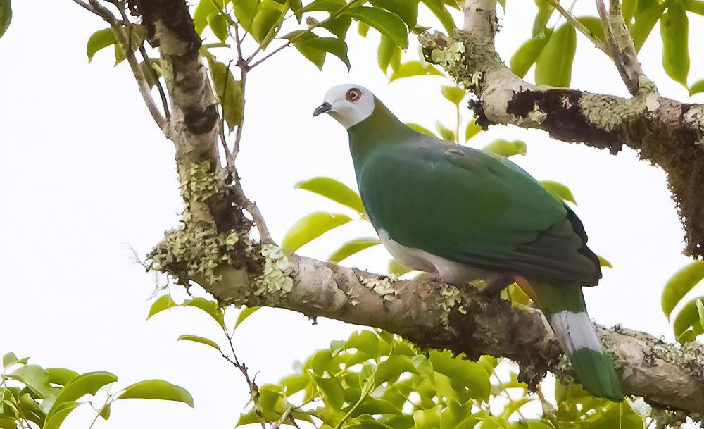 斑尾皇鸠 / White-bellied Imperial Pigeon / Ducula forsteni