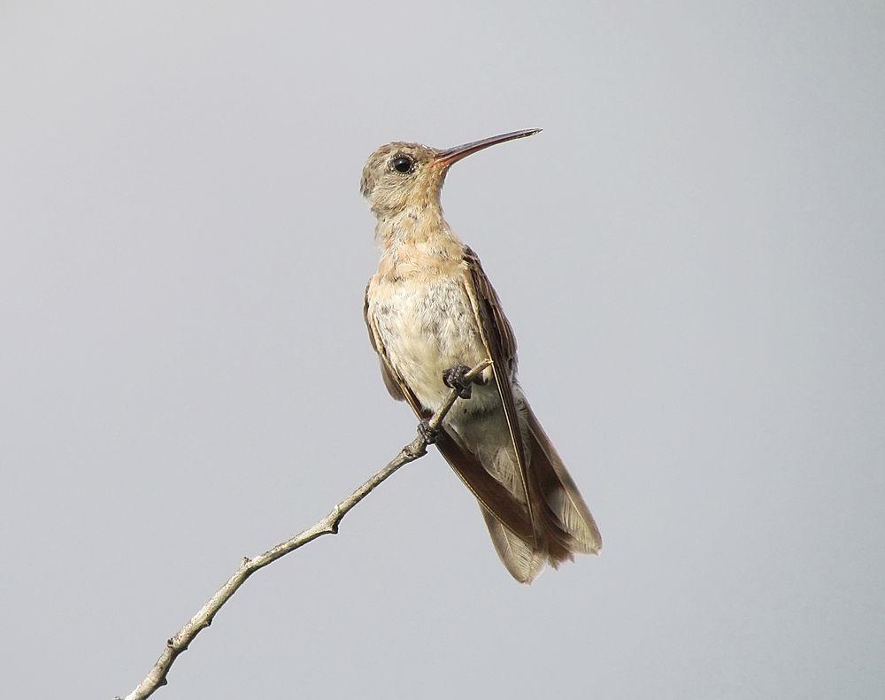 淡黄蜂鸟 / Buffy Hummingbird / Leucippus fallax