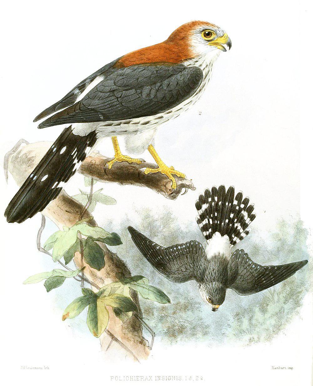白腰侏隼 / White-rumped Falcon / Polihierax insignis