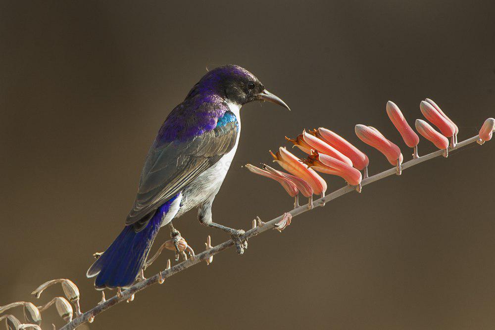 东紫背食蜜鸟 / Eastern Violet-backed Sunbird / Anthreptes orientalis