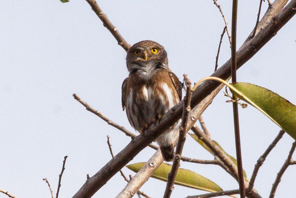 科利马鸺鹠 / Colima Pygmy Owl / Glaucidium palmarum