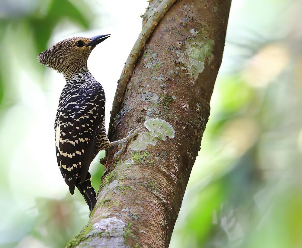黄腰斑啄木鸟 / Buff-rumped Woodpecker / Meiglyptes tristis