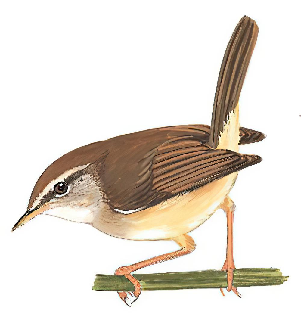 黄腹树莺 / Yellow-bellied Bush Warbler / Horornis acanthizoides