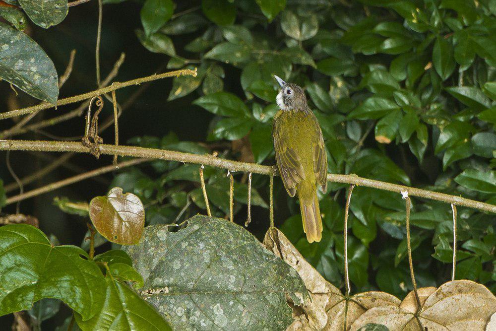 红尾须冠鹎 / Red-tailed Greenbul / Criniger calurus