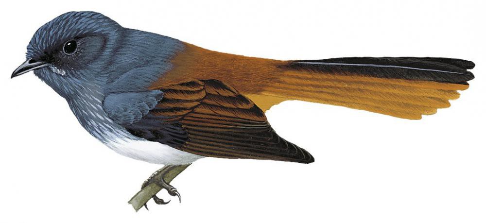 米岛扇尾鹟 / Visayan Fantail / Rhipidura albiventris