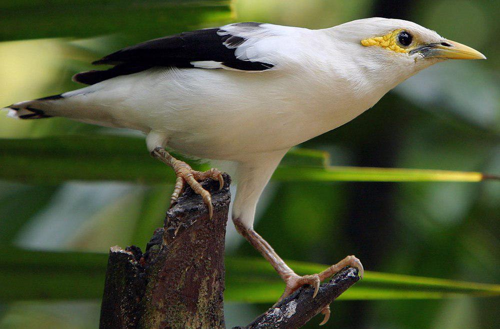 黑翅椋鸟 / Black-winged Starling / Acridotheres melanopterus