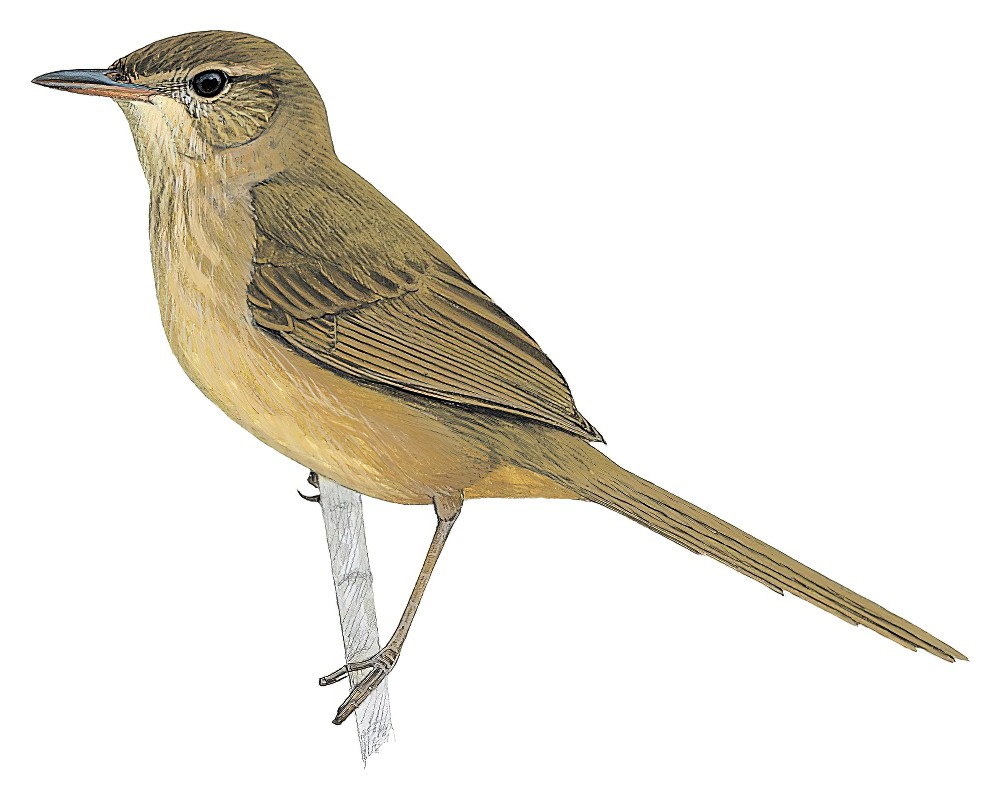 安岛薮莺 / Anjouan Brush Warbler / Nesillas longicaudata