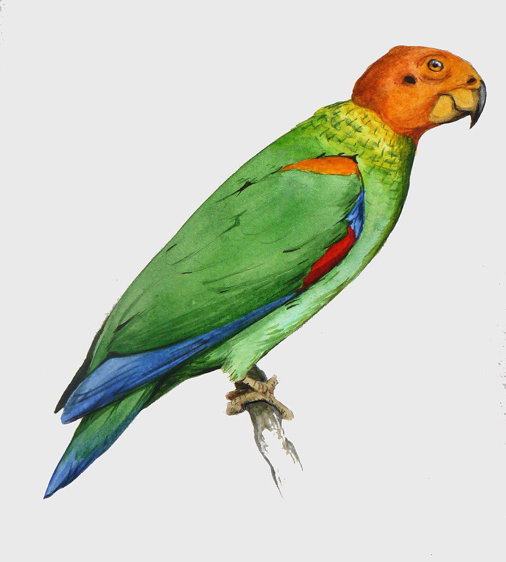 秃鹦哥 / Bald Parrot / Pyrilia aurantiocephala