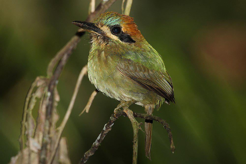 短尾翠鴗 / Tody Motmot / Hylomanes momotula