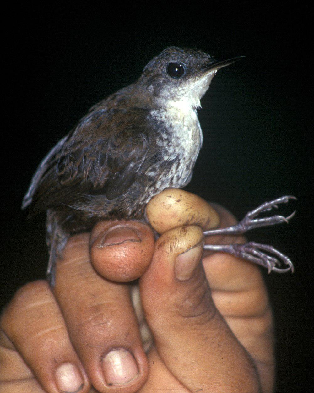 鳞胸鹪鹩 / Southern Nightingale-Wren / Microcerculus marginatus