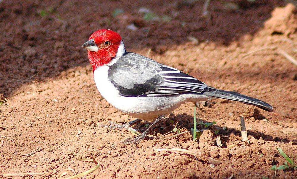 冕蜡嘴鹀 / Red-cowled Cardinal / Paroaria dominicana