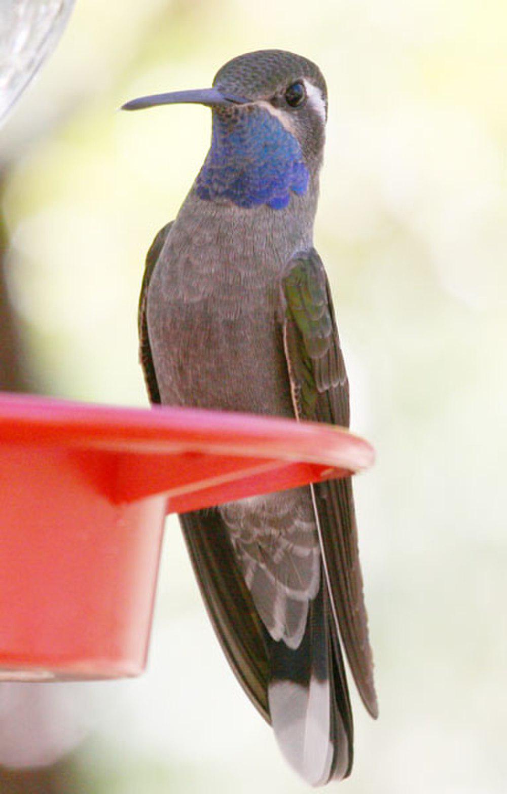 蓝喉宝石蜂鸟 / Blue-throated Mountaingem / Lampornis clemenciae