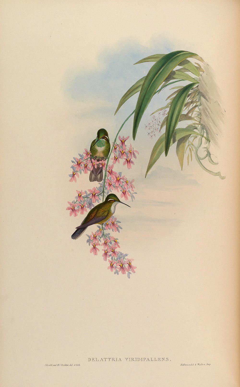 绿喉宝石蜂鸟 / Green-throated Mountaingem / Lampornis viridipallens