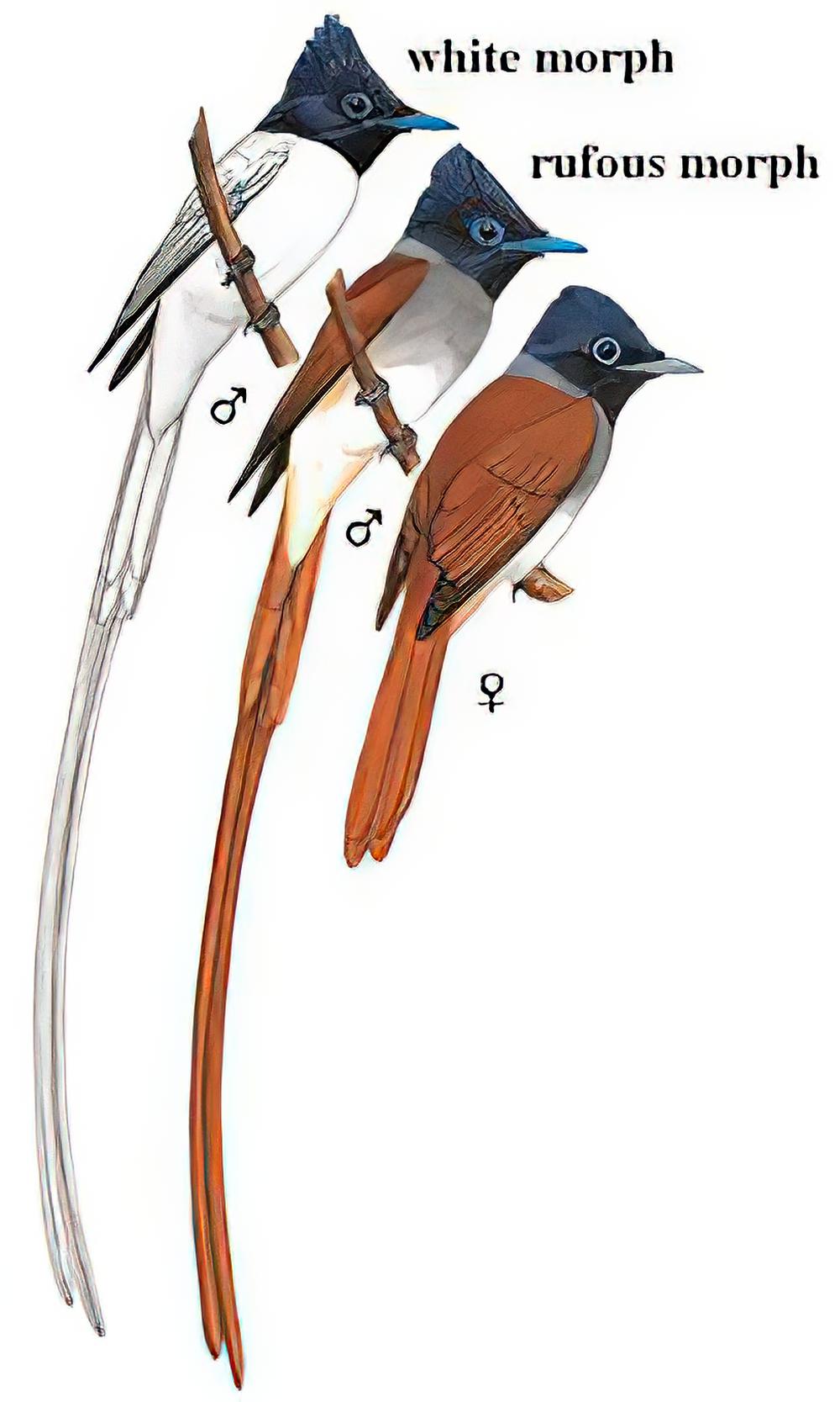 印缅寿带 / Indian Paradise Flycatcher / Terpsiphone paradisi