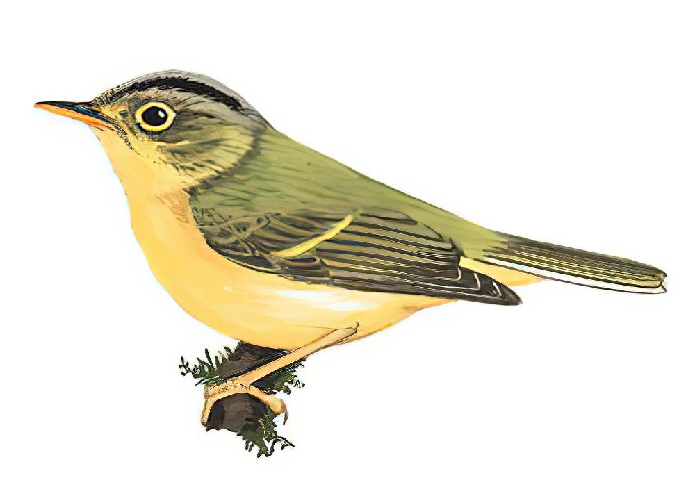 金眶鹟莺 / Green-crowned Warbler / Phylloscopus burkii