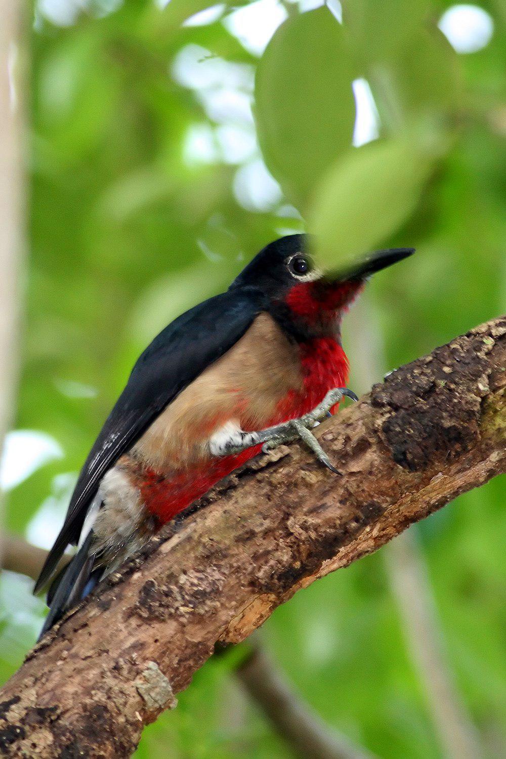 波多黎各啄木鸟 / Puerto Rican Woodpecker / Melanerpes portoricensis