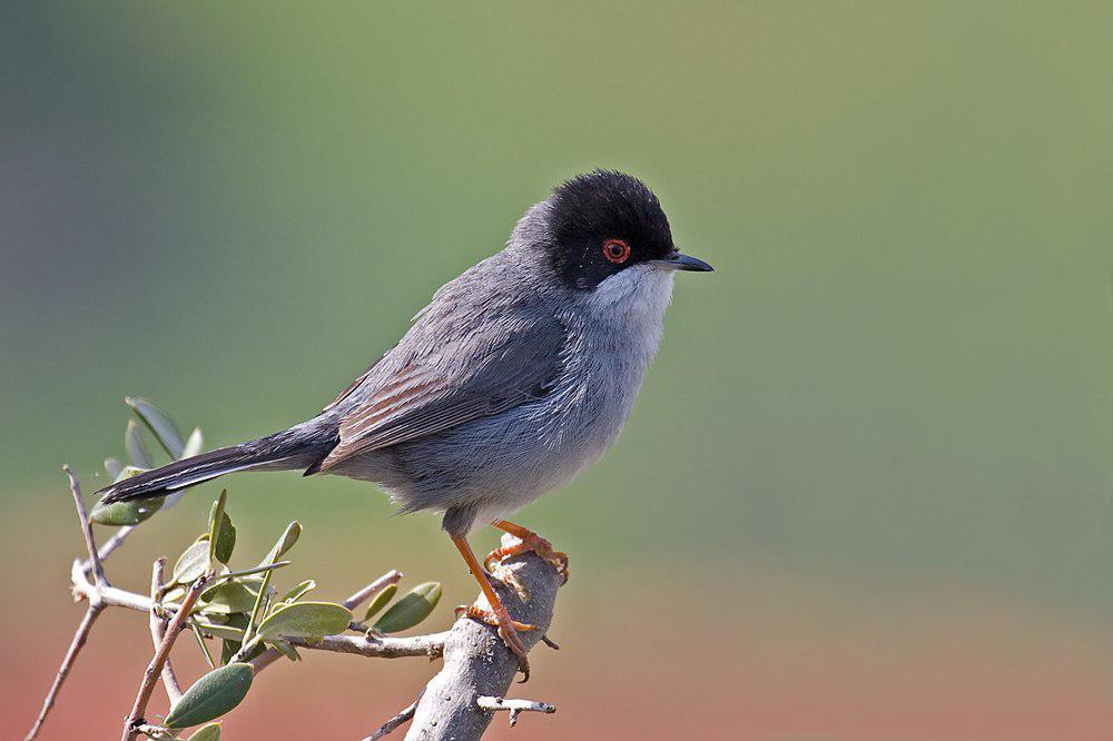 黑头林莺 / Sardinian Warbler / Curruca melanocephala