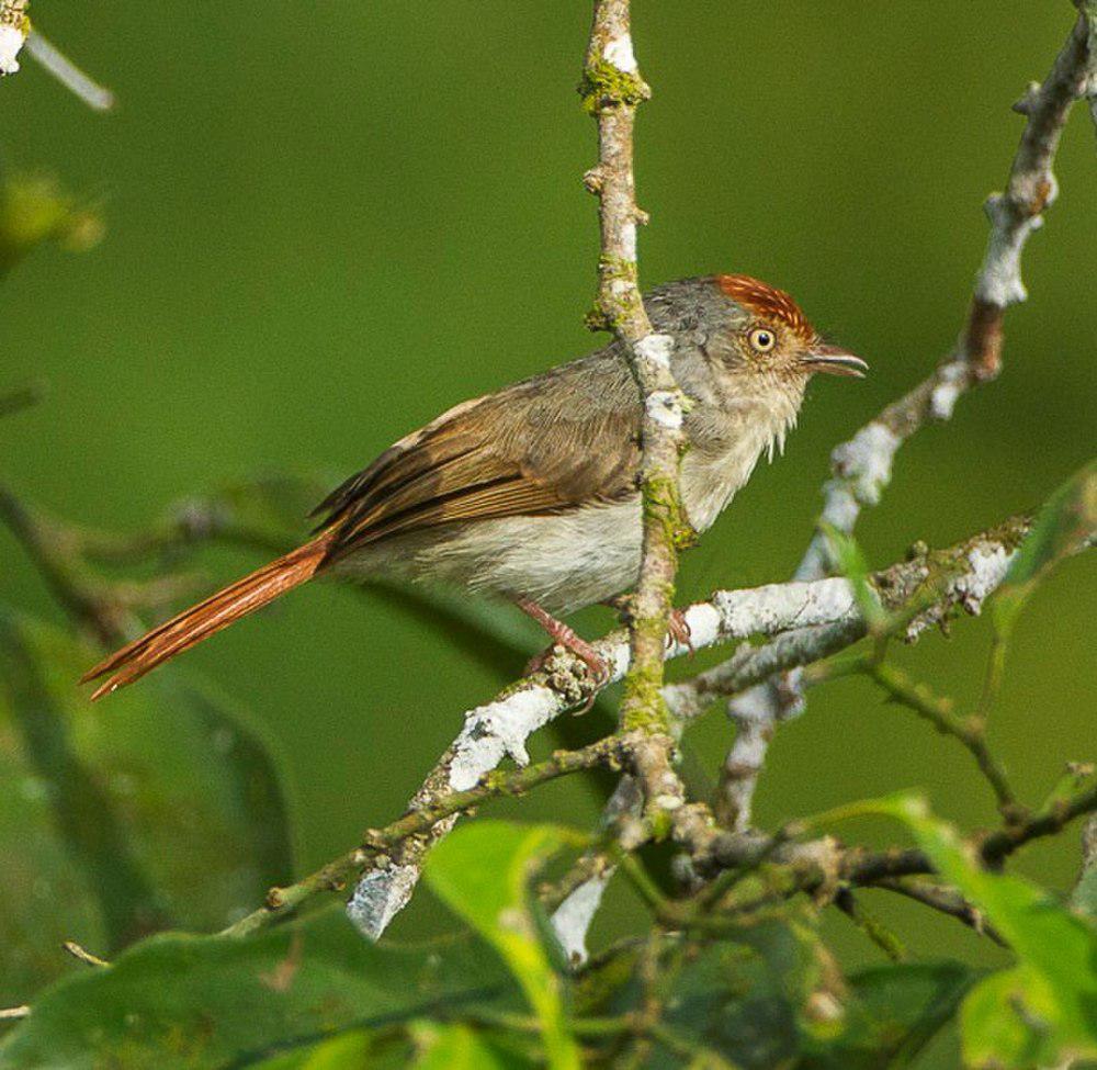 栗顶红鹟 / Chestnut-capped Flycatcher / Erythrocercus mccallii