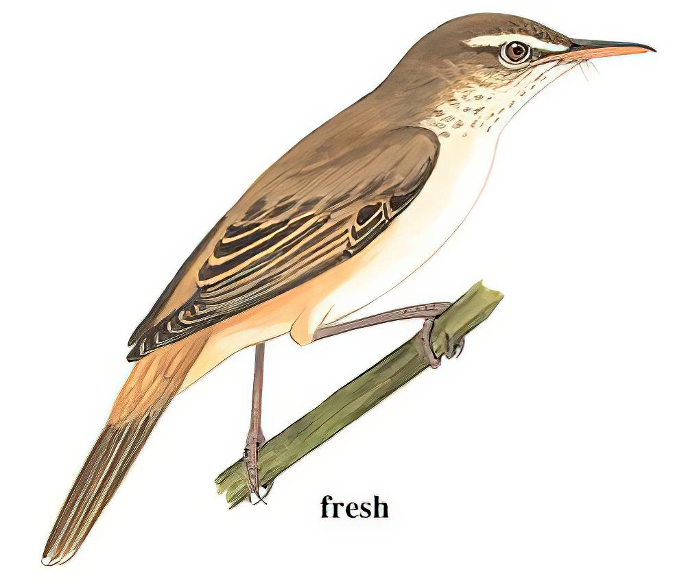 东方大苇莺 / Oriental Reed Warbler / Acrocephalus orientalis