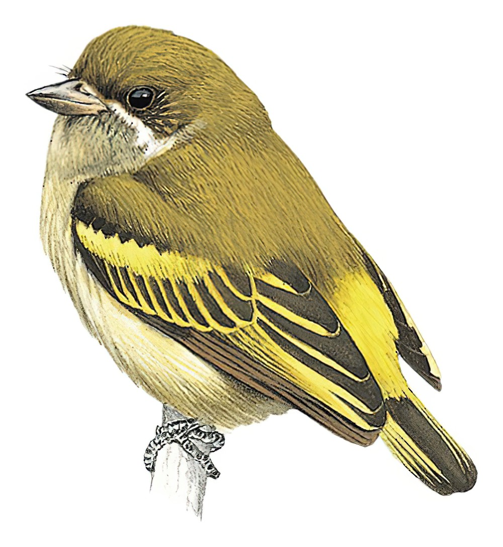 须绿钟声拟䴕 / Moustached Tinkerbird / Pogoniulus leucomystax