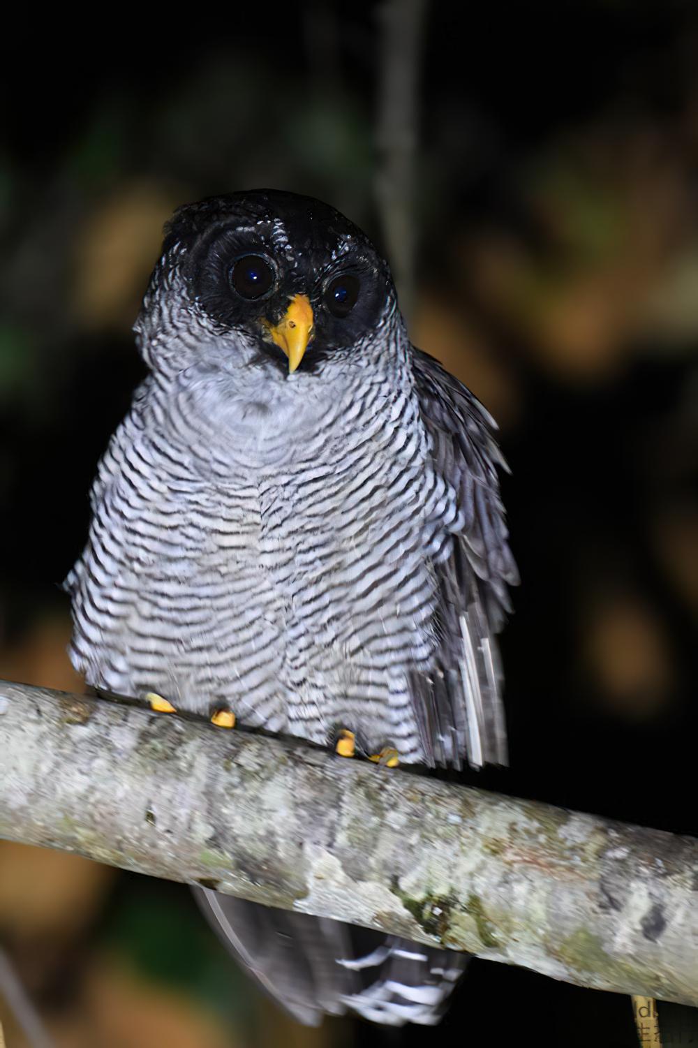 斑眉林鸮 / Black-and-white Owl / Strix nigrolineata