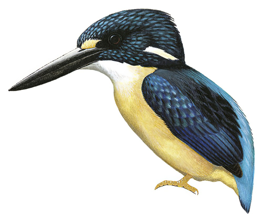 北所罗门三趾翠鸟 / North Solomons Dwarf Kingfisher / Ceyx meeki