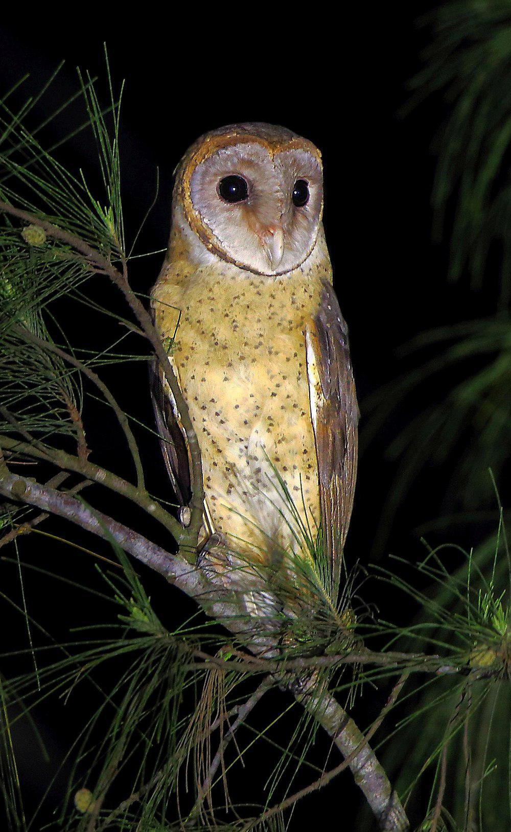 安达曼草鸮 / Andaman Masked Owl / Tyto deroepstorffi