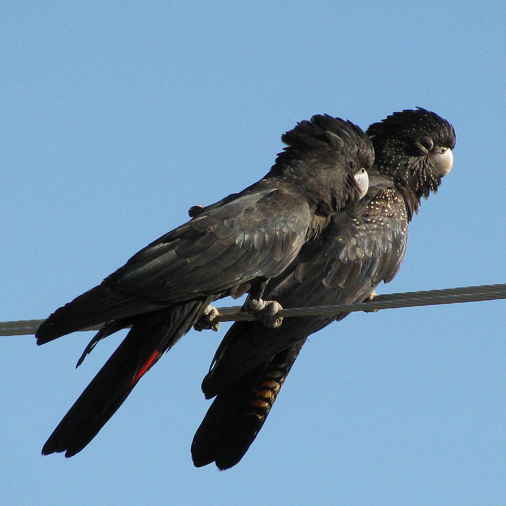 红尾凤头鹦鹉 / Red-tailed Black Cockatoo / Calyptorhynchus banksii