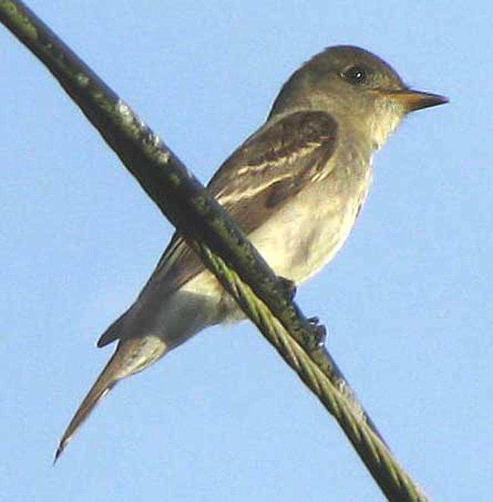 东绿霸鹟 / Eastern Wood Pewee / Contopus virens