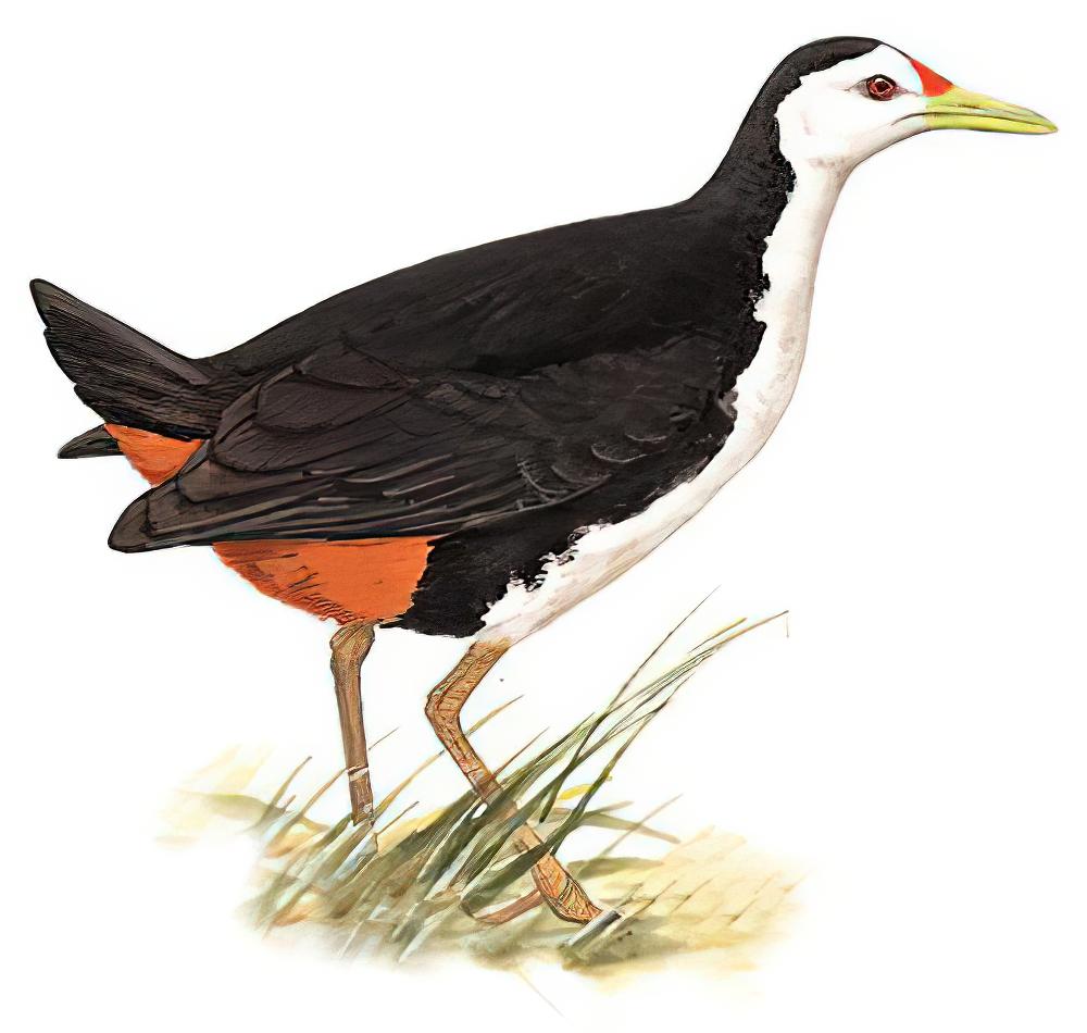 白胸苦恶鸟 / White-breasted Waterhen / Amaurornis phoenicurus