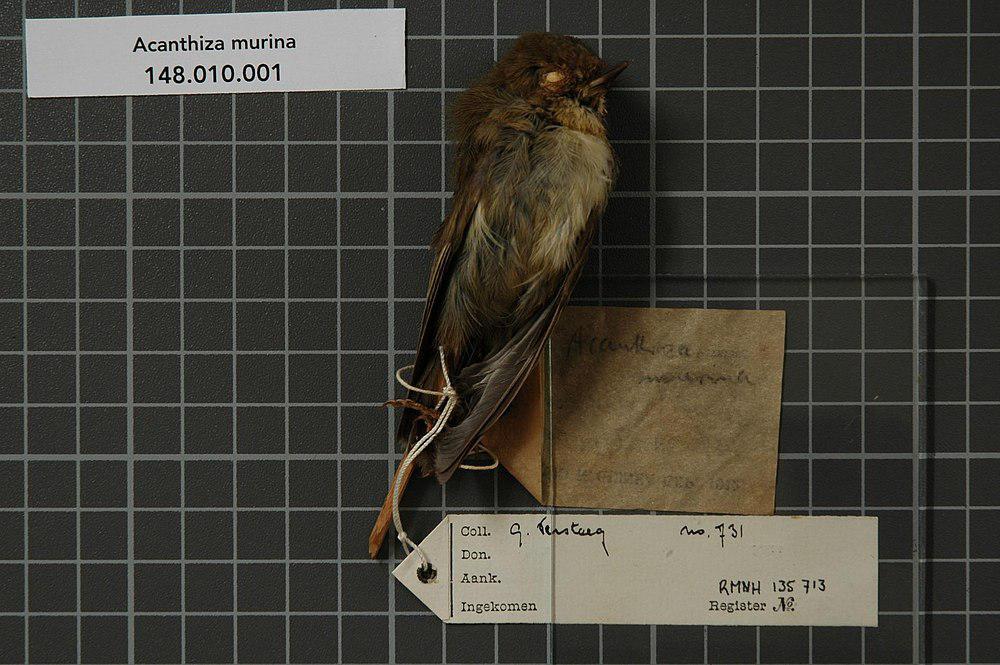 巴布亚刺嘴莺 / New Guinea Thornbill / Acanthiza murina