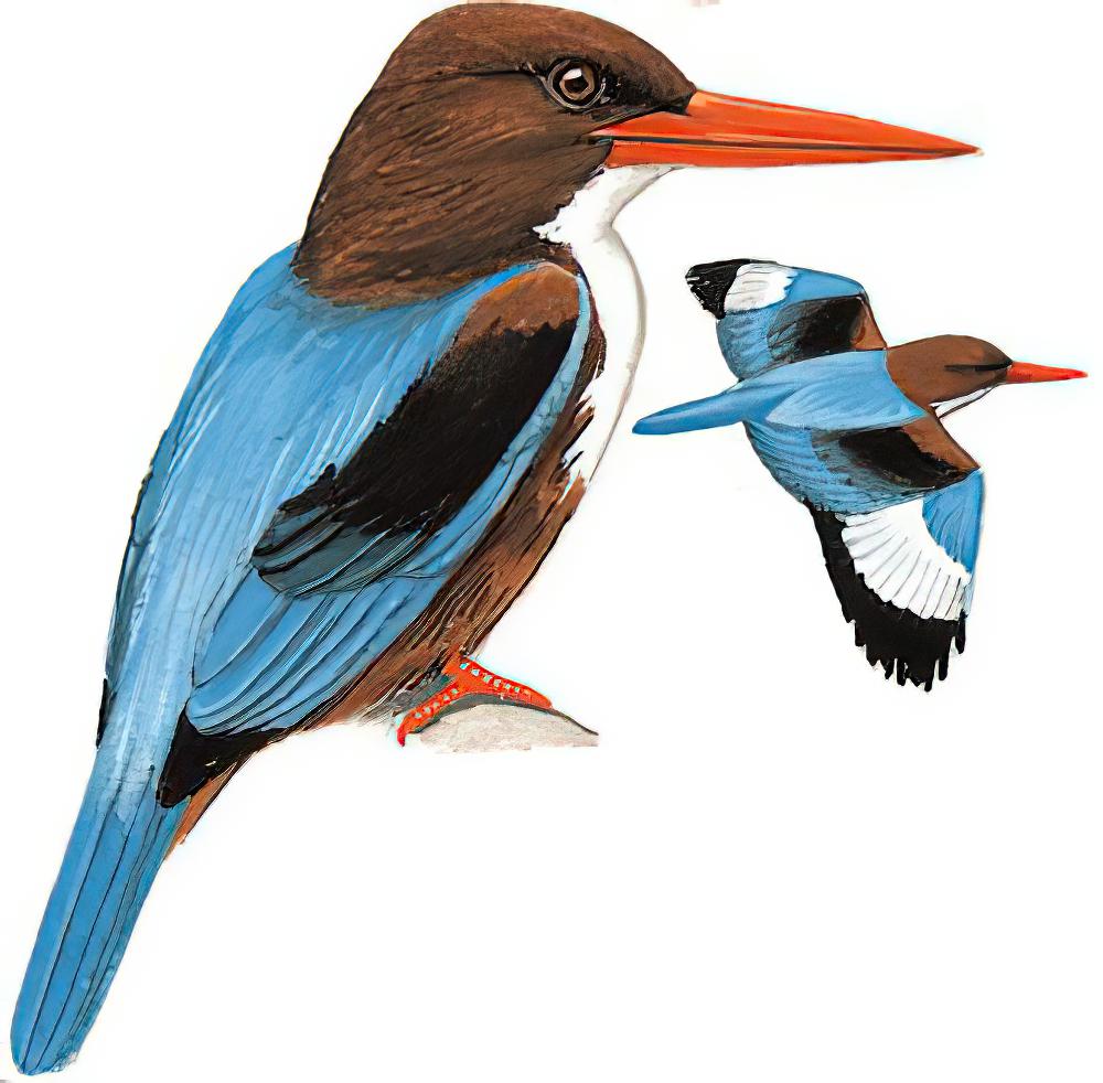 白胸翡翠 / White-throated Kingfisher / Halcyon smyrnensis