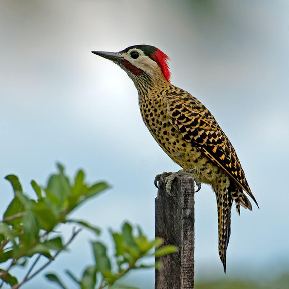 绿斑扑翅䴕 / Green-barred Woodpecker / Colaptes melanochloros