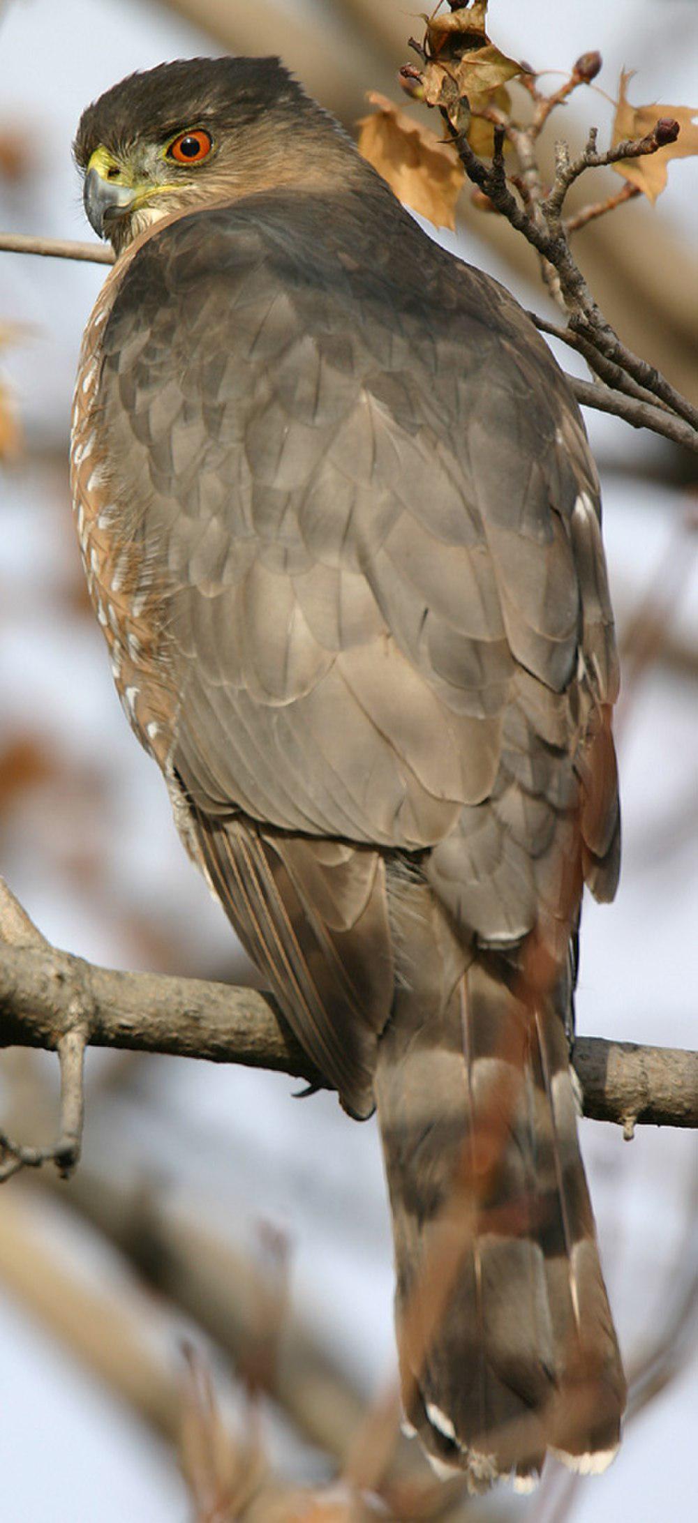 库氏鹰 / Cooper\'s Hawk / Accipiter cooperii