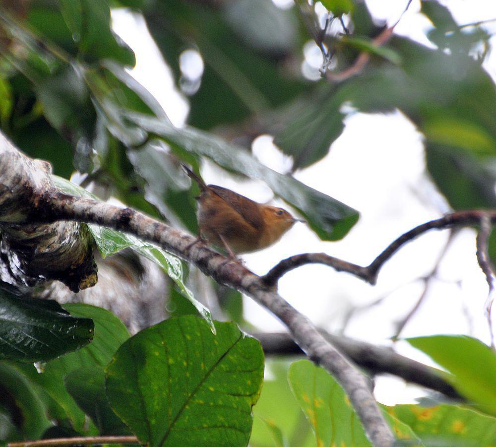 赭鹪鹩 / Ochraceous Wren / Troglodytes ochraceus