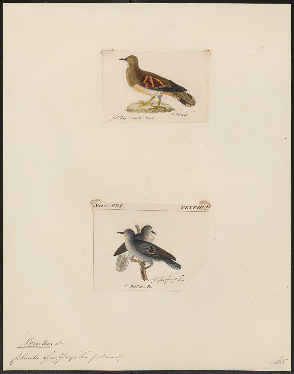 紫翅地鸠 / Purple-winged Ground Dove / Paraclaravis geoffroyi