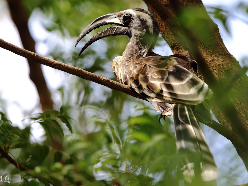 黑嘴弯嘴犀鸟 / African Grey Hornbill / Lophoceros nasutus