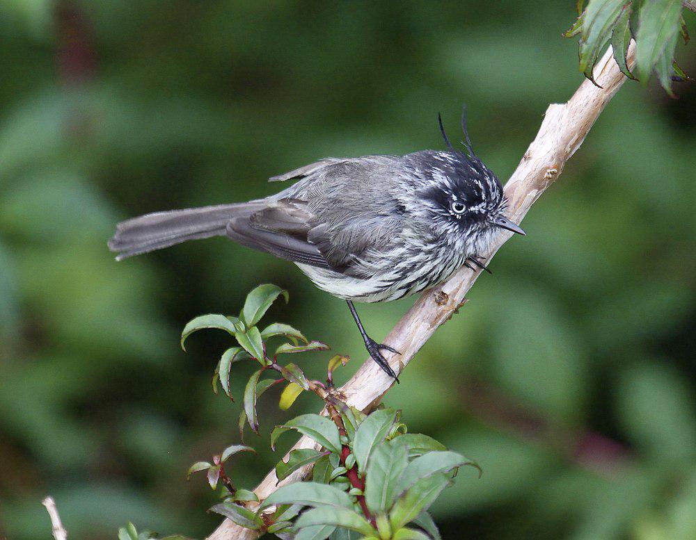 须雀霸鹟 / Tufted Tit-Tyrant / Anairetes parulus