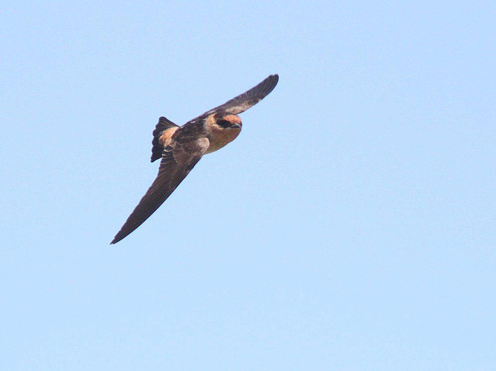 穴崖燕 / Cave Swallow / Petrochelidon fulva