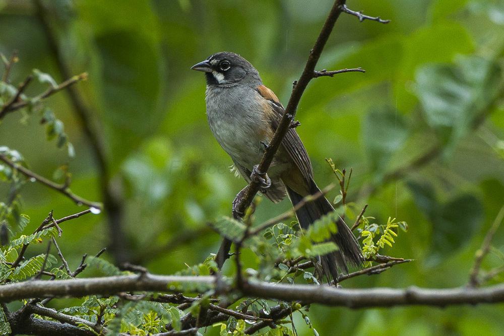 白须猛雀鹀 / Bridled Sparrow / Peucaea mystacalis