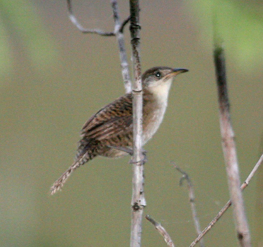 扎巴鹪鹩 / Zapata Wren / Ferminia cerverai