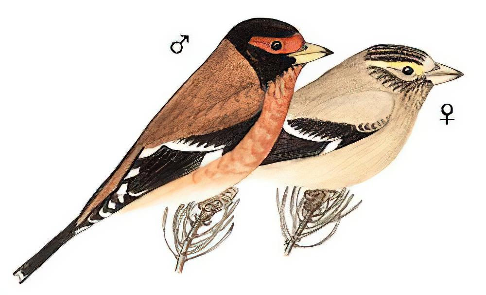红眉金翅雀 / Spectacled Finch / Callacanthis burtoni